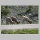 IMG_0825 Bighorn-Sheeps.JPG